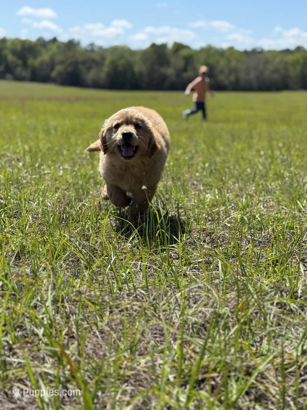 Honey – Golden Retriever puppy for sale in Floral City, FL