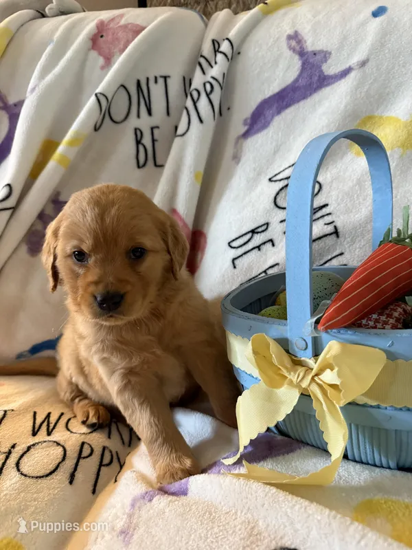 Sunny – Golden Retriever puppy for sale in Floral City, FL
