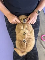 Sunny, a female Golden Retriever for sale in Floral City, FL – Photo 2 of 5