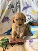 Sunny, a female Golden Retriever for sale in Floral City, FL – Photo 3 of 5