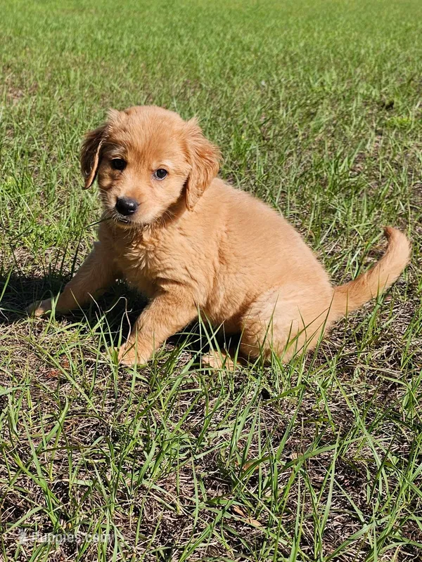 Willow – Golden Retriever puppy for sale in Floral City, FL