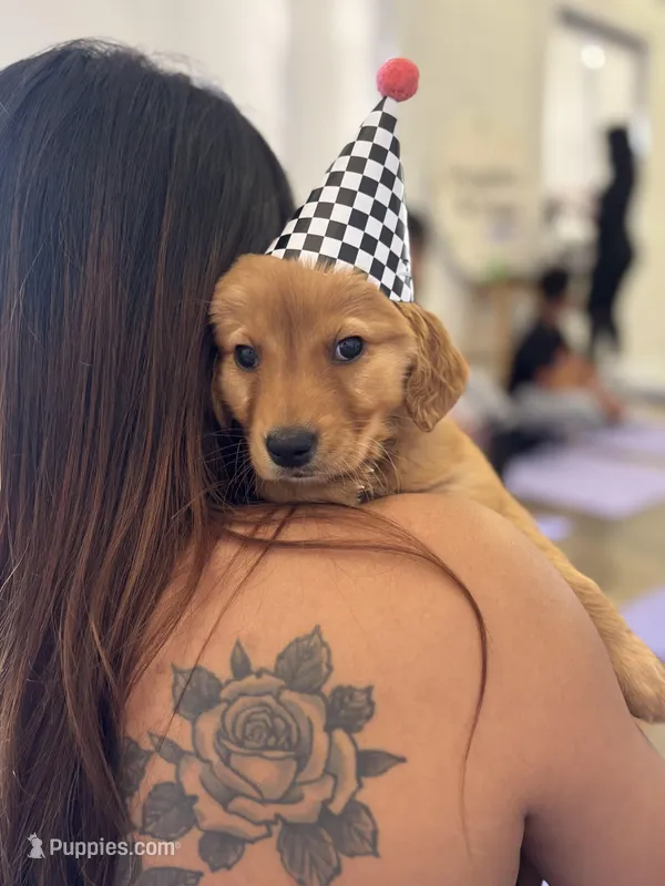 Sunny, a female Golden Retriever for sale in Floral City, FL – Photo 1 of 5
