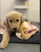 Maggie , a female Golden Retriever for sale in Floral City, FL – 3 of 3
