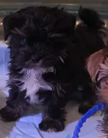 Lottie , a female Yorkshire Terrier for sale in Floral City, FL – 2 of 2