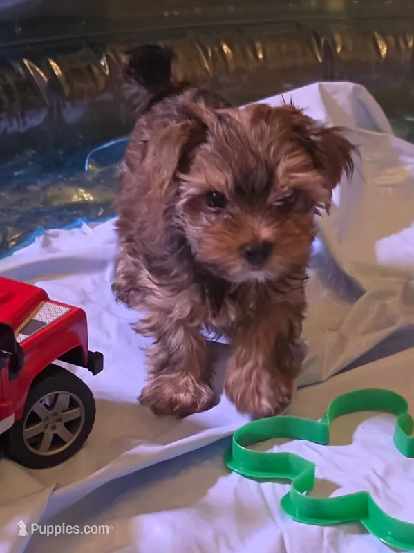 Princess  – Yorkshire Terrier puppy for sale in Floral City, FL