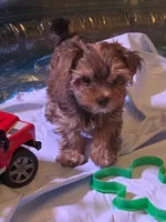 Princess , a female Yorkshire Terrier for sale in Floral City, FL – 1 of 4