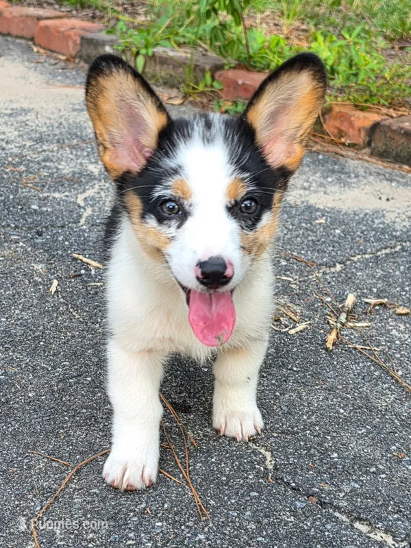 Dolly  – Pembroke Welsh Corgi puppy for sale in Floral City, FL