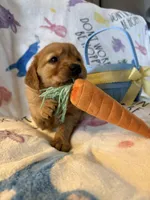 Maple , a female Golden Retriever for sale in Floral City, FL – Photo 4 of 8