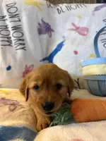 Maple , a female Golden Retriever for sale in Floral City, FL – Photo 3 of 8