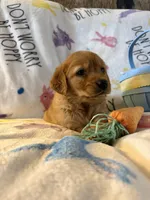 Maple , a female Golden Retriever for sale in Floral City, FL – Photo 6 of 8