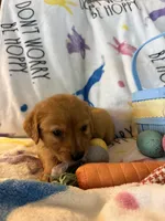 Maple , a female Golden Retriever for sale in Floral City, FL – Photo 7 of 8