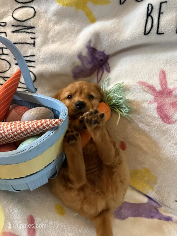 Maple , a female Golden Retriever for sale in Floral City, FL – Photo 1 of 8