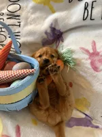 Maple , a female Golden Retriever for sale in Floral City, FL – Photo 1 of 8