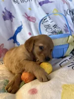 Maple , a female Golden Retriever for sale in Floral City, FL – Photo 5 of 8