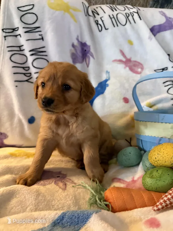 Maple  – Golden Retriever puppy for sale in Floral City, FL