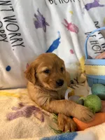 Maple , a female Golden Retriever for sale in Floral City, FL – Photo 8 of 8
