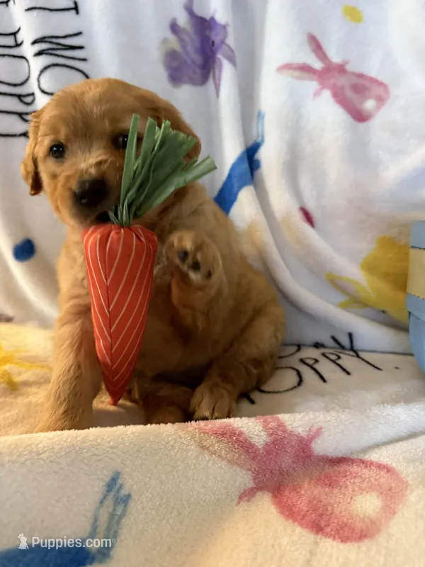 Barley , a male Golden Retriever for sale in Floral City, FL – Photo 1 of 8