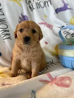 Barley , a male Golden Retriever for sale in Floral City, FL – Photo 4 of 8