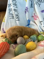 Barley , a male Golden Retriever for sale in Floral City, FL – Photo 6 of 8