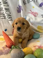 Barley , a male Golden Retriever for sale in Floral City, FL – Photo 2 of 8