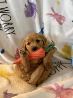 Barley , a male Golden Retriever for sale in Floral City, FL – Photo 8 of 8