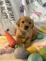 Barley , a male Golden Retriever for sale in Floral City, FL – Photo 7 of 8