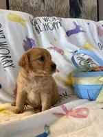 Barley , a male Golden Retriever for sale in Floral City, FL – Photo 5 of 8