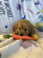Barley , a male Golden Retriever for sale in Floral City, FL – Photo 3 of 8