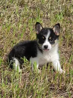 Minnie, a female Pembroke Welsh Corgi for sale in Floral City, FL – 2 of 5
