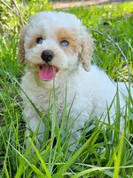 Stella, a female Aussiedoodle for sale in Floral City, FL – 6 of 6