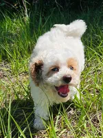 Stella, a female Aussiedoodle for sale in Floral City, FL – 4 of 6