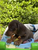 Benny , a male Miniature Dachshund for sale in Floral City, FL – Photo 7 of 7