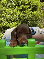 Benny , a male Miniature Dachshund for sale in Floral City, FL – Photo 3 of 7