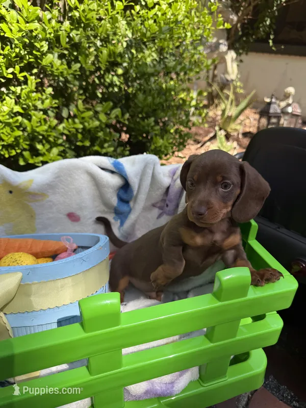 Benny  – Miniature Dachshund puppy for sale in Floral City, FL