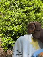 Benny , a male Miniature Dachshund for sale in Floral City, FL – Photo 6 of 7
