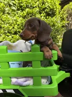 Benny , a male Miniature Dachshund for sale in Floral City, FL – Photo 5 of 7