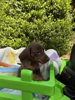 Benny , a male Miniature Dachshund for sale in Floral City, FL – Photo 2 of 7
