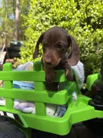 Benny , a male Miniature Dachshund for sale in Floral City, FL – Photo 4 of 7