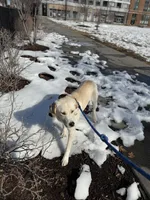 Luckie , a male Labrador Retriever for sale in Washington, DC – Photo 4 of 5