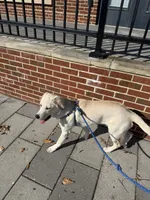 Luckie , a male Labrador Retriever for sale in Washington, DC – Photo 5 of 5