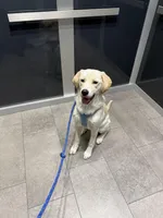 Luckie , a male Labrador Retriever for sale in Washington, DC – Photo 3 of 5