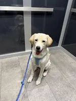 Luckie , a male Labrador Retriever for sale in Washington, DC – Photo 1 of 5