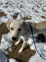 Luckie , a male Labrador Retriever for sale in Washington, DC – Photo 2 of 5