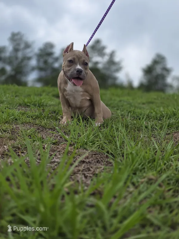 Orange female – American Bully puppy for sale in Palatka, FL