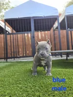 Blue male, a male American Bully for sale in Palatka, FL – Photo 2 of 4