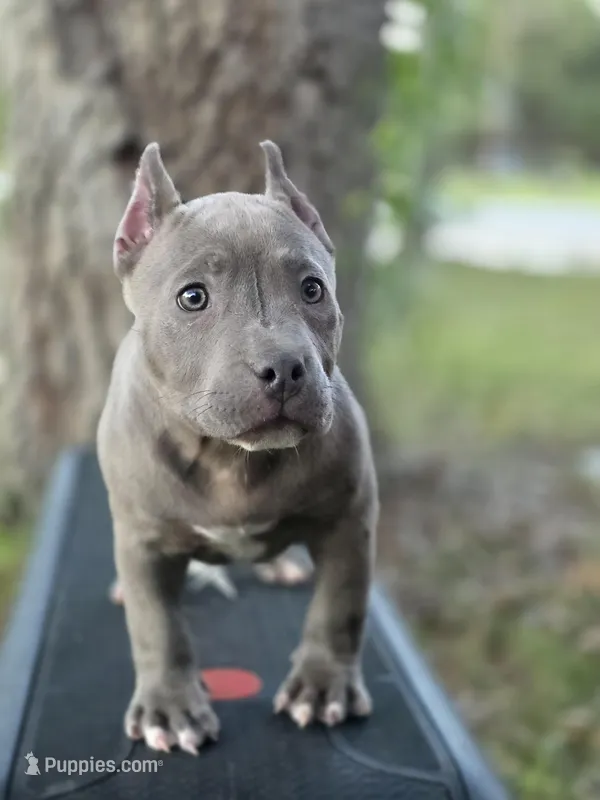 Blue male – American Bully puppy for sale in Palatka, FL