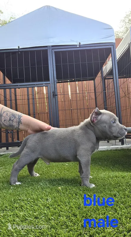 Blue male – American Bully puppy for sale in Palatka, FL