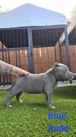 Blue male, a male American Bully for sale in Palatka, FL – Photo 1 of 4
