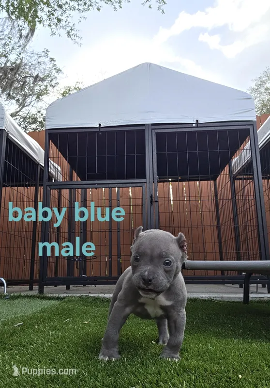 Baby blue male – American Bully puppy for sale in Palatka, FL