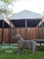 Baby blue male, a male American Bully for sale in Palatka, FL – Photo 2 of 5